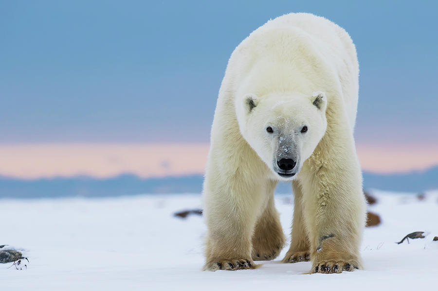 Polar Bear Ursus Maritimus Photograph By Robert Postma - Fine Art America