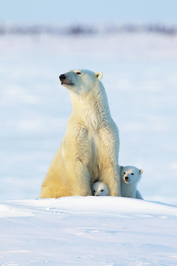 Polar Bear Ursus Maritimus Sow And Cubs Photograph by Richard Wear / Design Pics