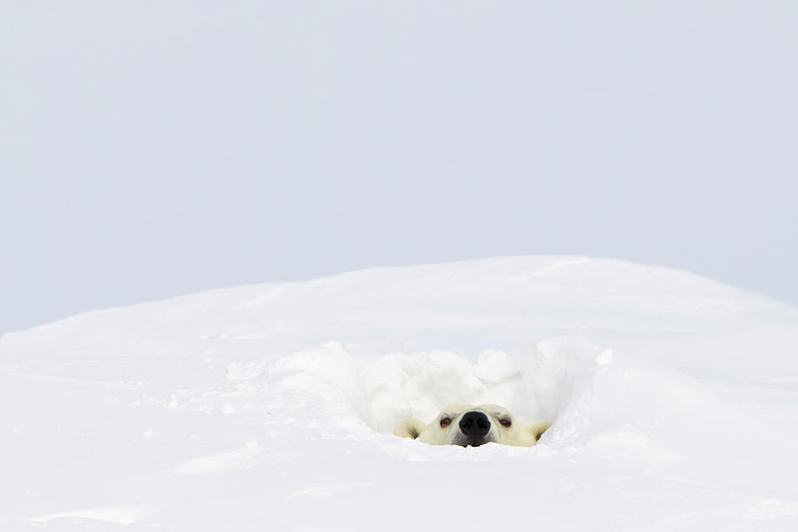 Polar Bear Ursus Maritimus Sticking Its Photograph by Richard Wear / Design Pics