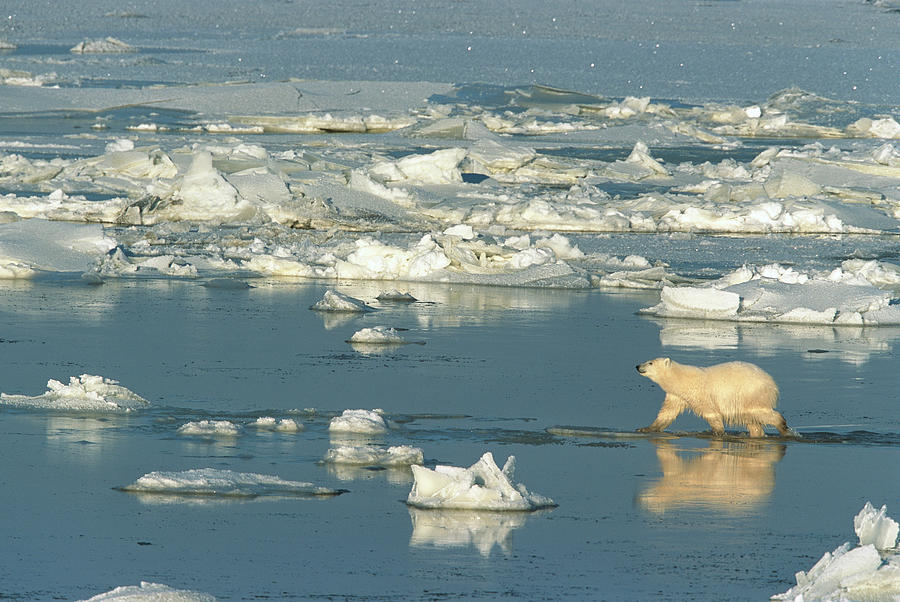 Polar Bear Ursus Maritimus Walking Photograph by Matthias Breiter