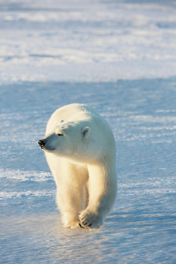 Polar Bear Ursus Maritimus Walking Photograph by Panoramic Images