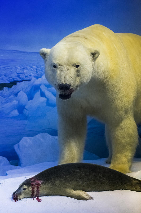 Polar Bear vs. Seal Photograph by Bryan Scott