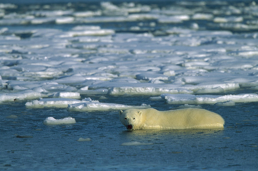 Polar Bear Wading Along Ice Floe Photograph by Konrad Wothe