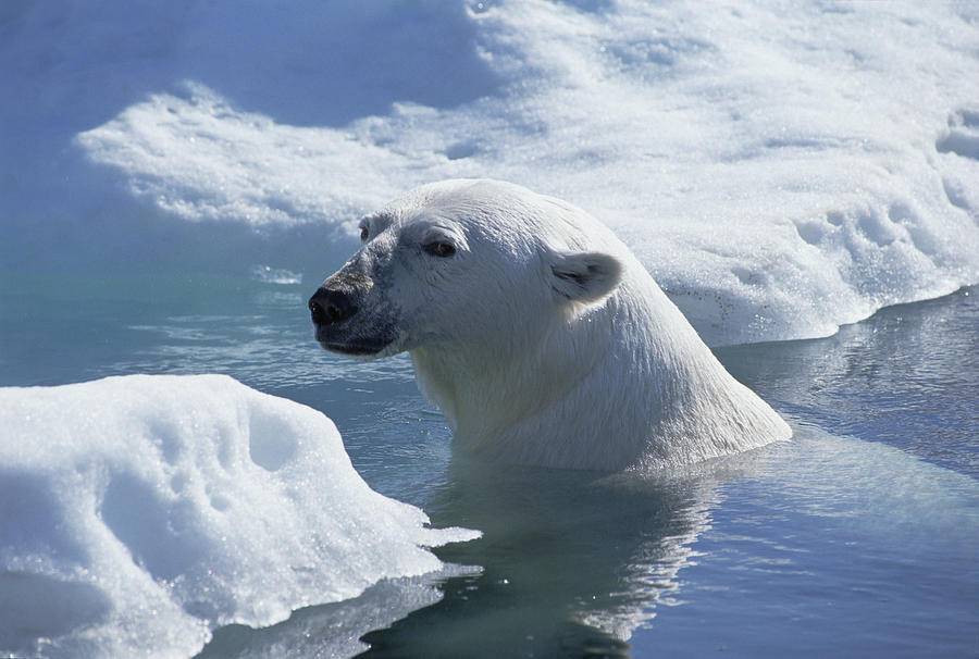 Polar Bear Wager Bay Canada Photograph by Flip Nicklin