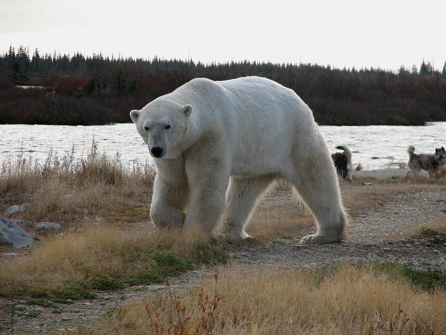 Polar Bear walking Photograph by David Matthews