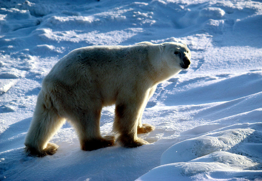 Polar Bear Walking In Snow Photograph by Dan Guravich