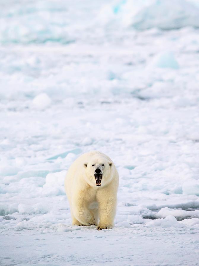Polar Bear Walking On A Ice Floe Photograph by Science Photo Library Polar Bear Walking On A Ice Floe Photograph by Science Photo Library