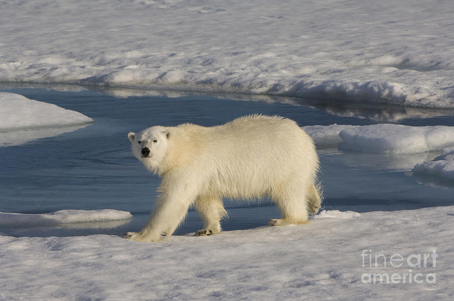 Polar Bear Walking On Ice Photograph by John Shaw
