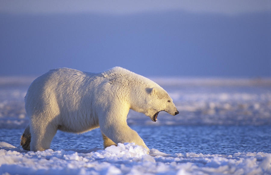 Белый медведь шар. Walking Polar Bear. Белый медведь в холодильнике. Thalarctos maritimus. Белый медведь инструмент.