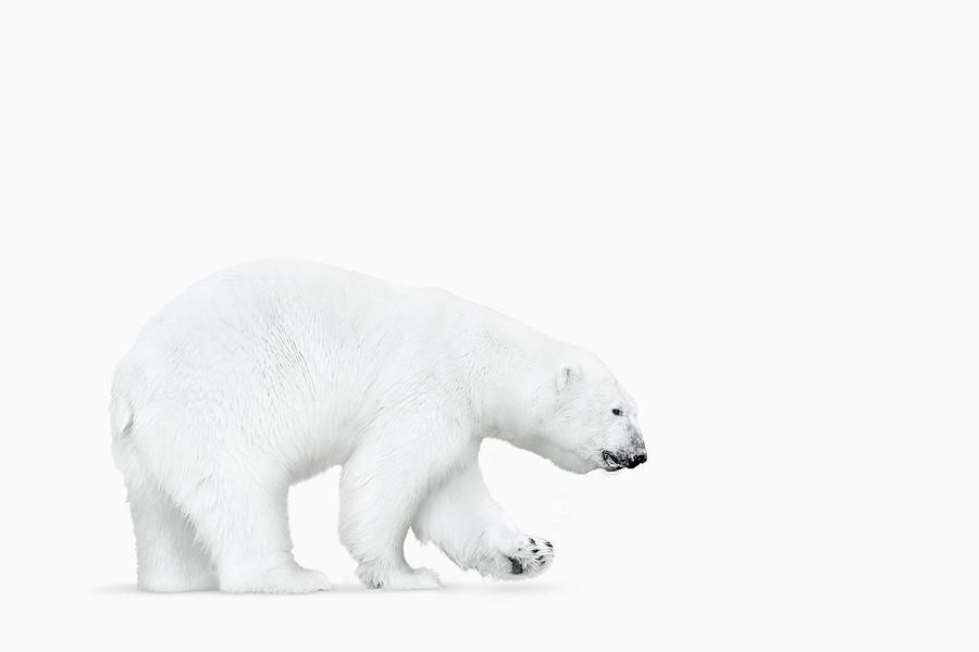 Polar bear walking on white background Photograph by Chris Clor