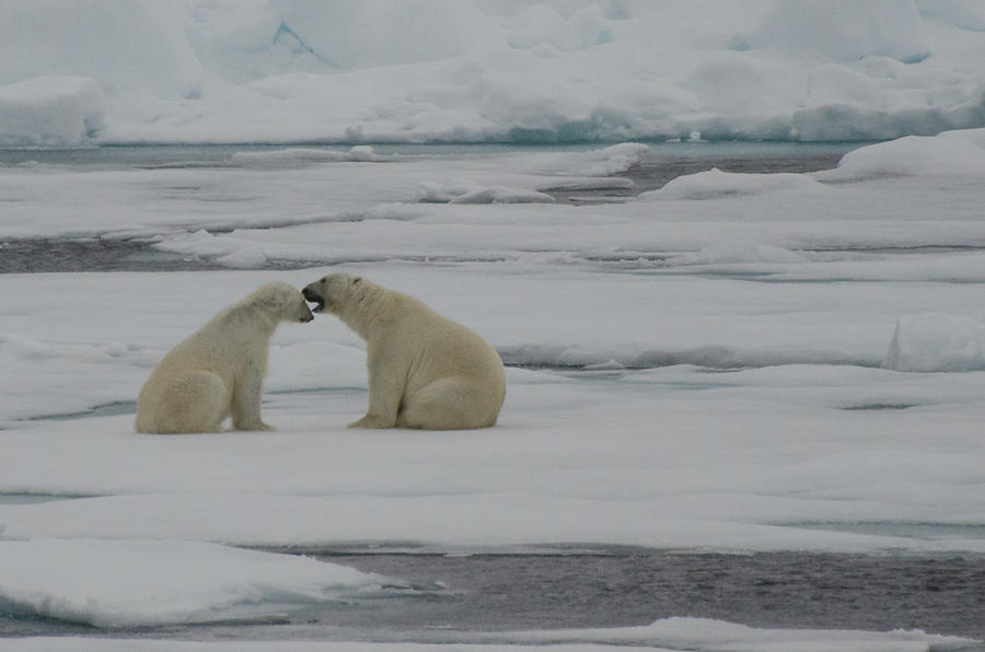 Polar Bear Whispering I Love You Photograph by Tim Melling