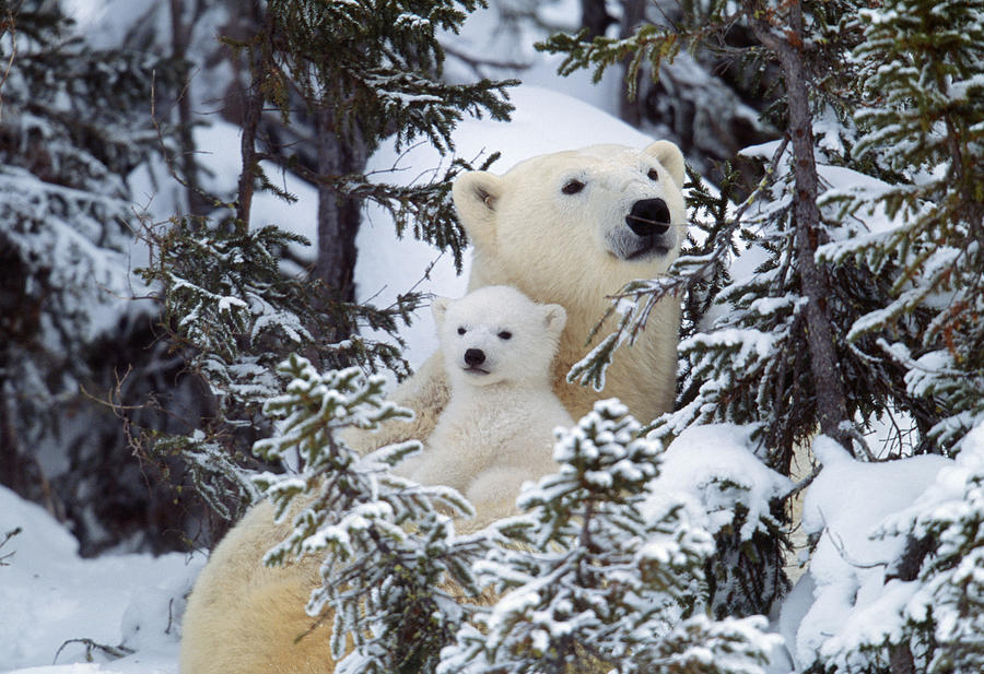 Polar Bear With Cub Photograph by M. Watson