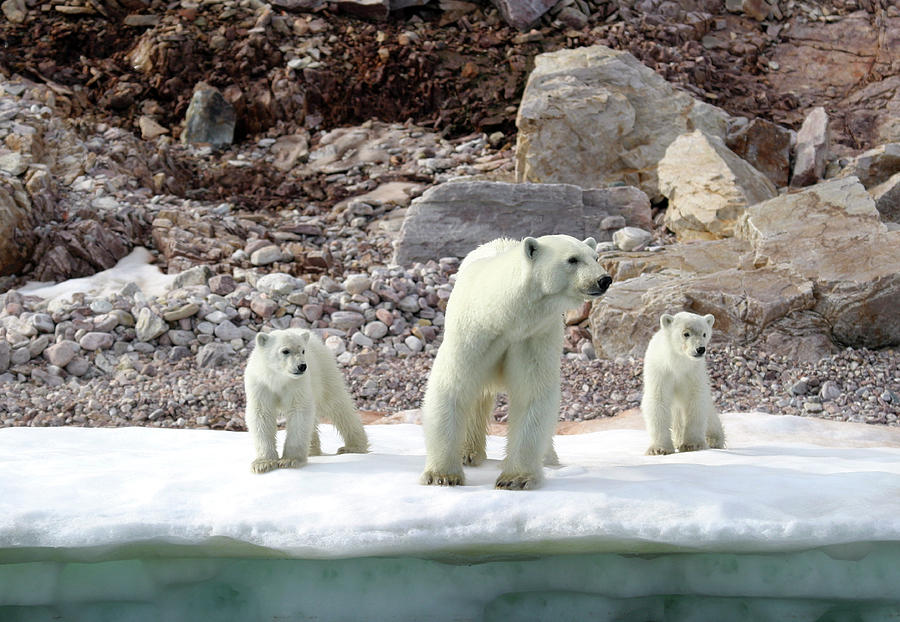 Summer Photograph - Polar Bear With Cubs by John Devries/science Photo Library