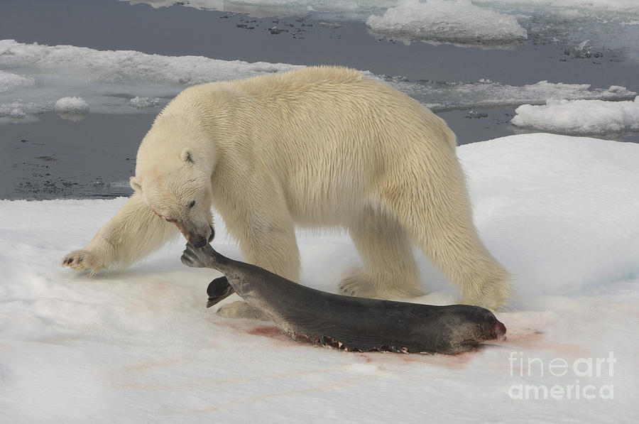 Polar Bear With Fresh Kill Photograph by John Shaw