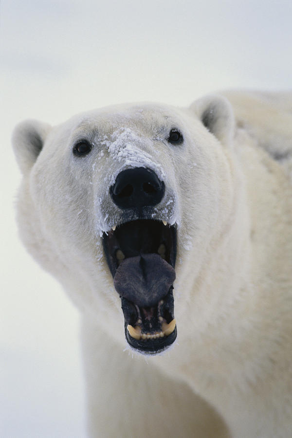  Polar  Bear  With Open Mouth Cape Photograph by Takayuki Maekawa