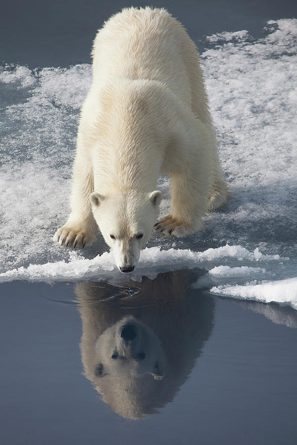 Polar Bear With Reflection Photograph by Galaxiid