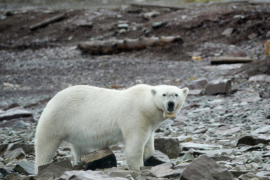 Summer Photograph - Polar Bear With Satellite Tracking Collar by Dr P. Marazzi