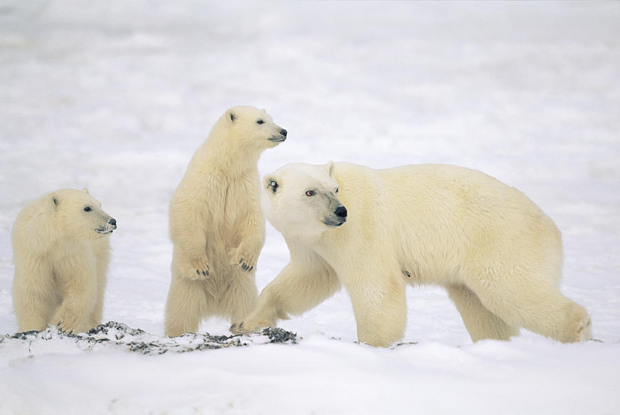 Polar Bear With Two Cubs Churchill Photograph by Konrad Wothe