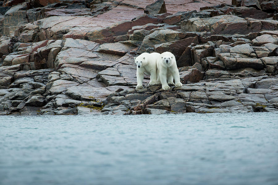 Polar Bears Along Hudson Bay, Nunavut Photograph by Paul Souders