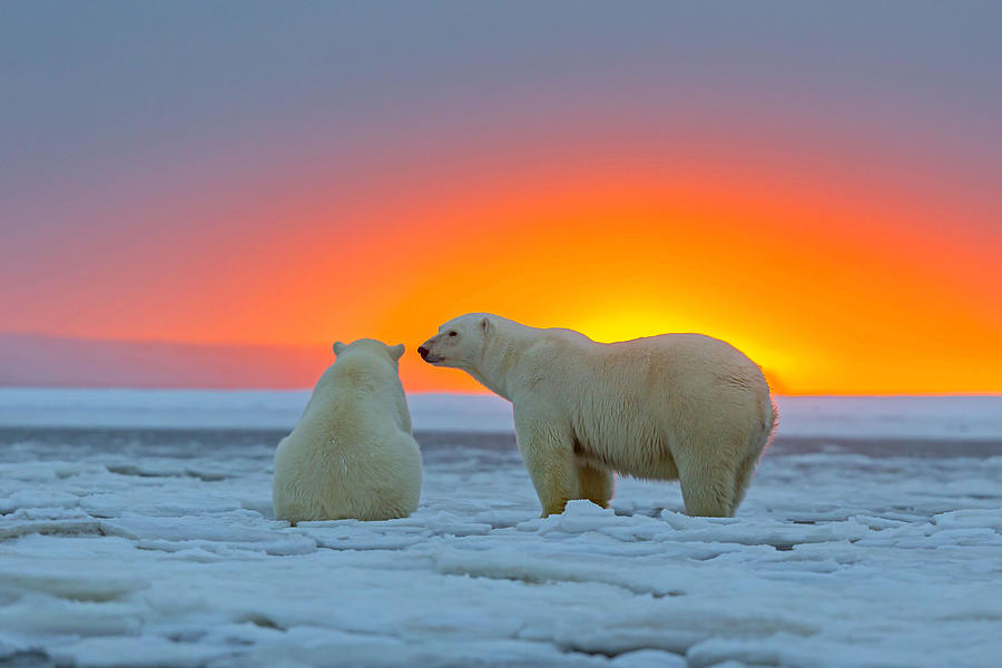Polar Bears At Sunset Photograph by M Watson