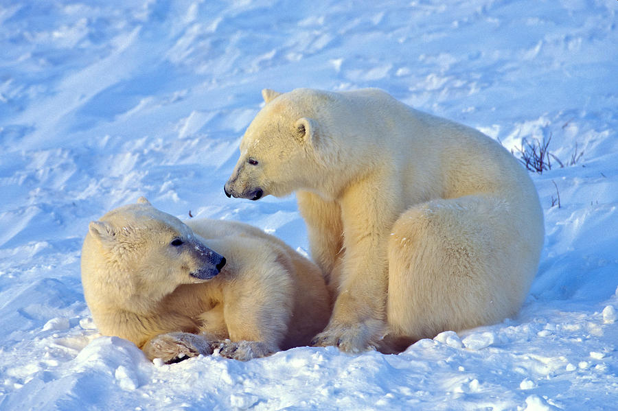 Polar Bears Buddies Photograph by Randy Green