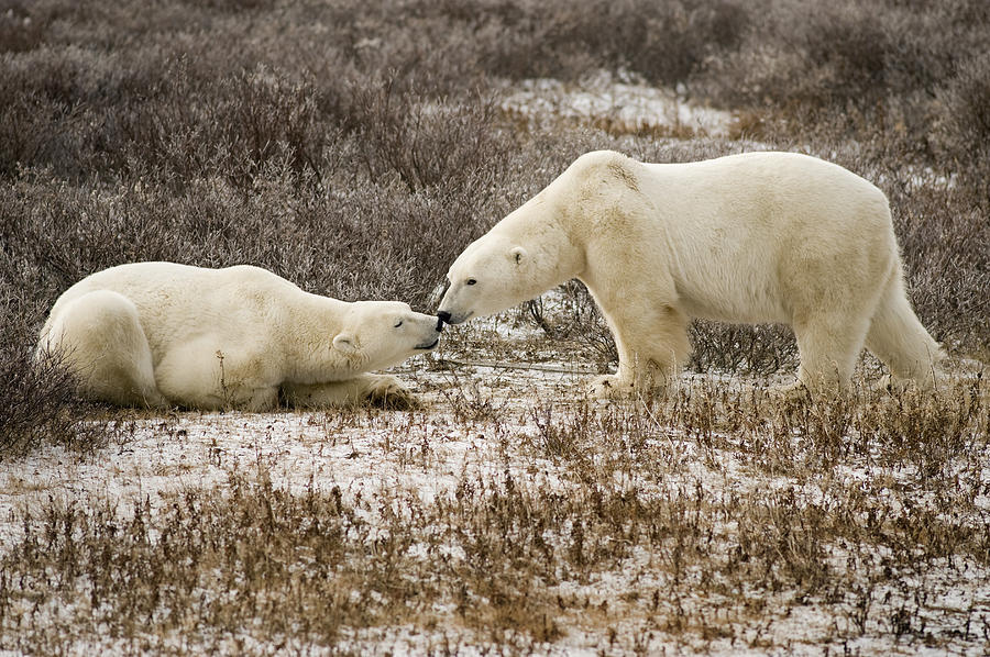 Polar Bears, Cape Churchill, Canada Photograph by Mark Edward Harris