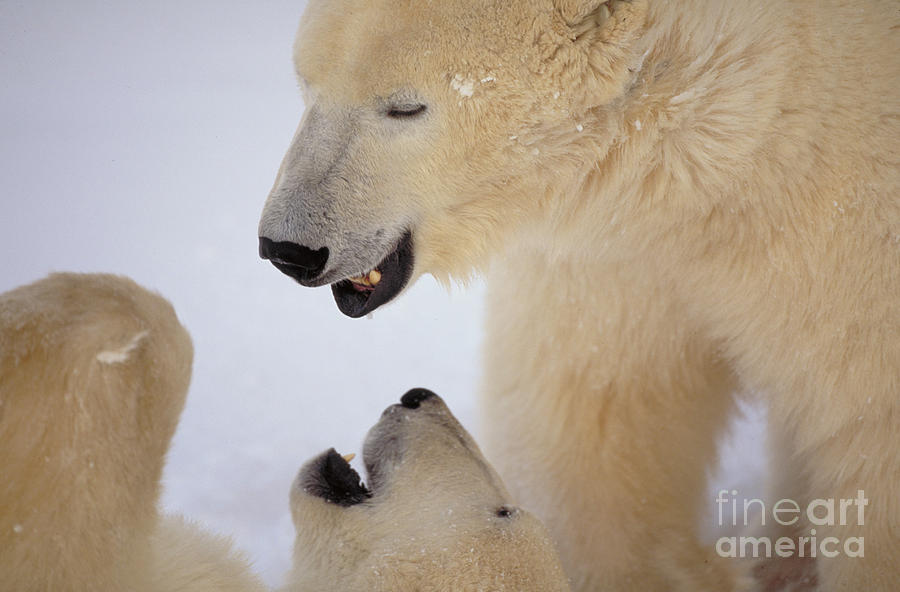 Polar Bears in Churchill Canada Photograph by Art Wolfe
