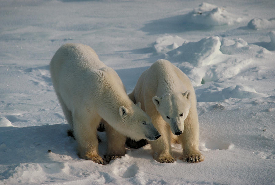 Polar Bears Photograph by Dan Guravich