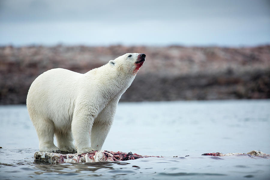 Polar Bears Feeding On Harbour Islands Photograph By Worldfoto 