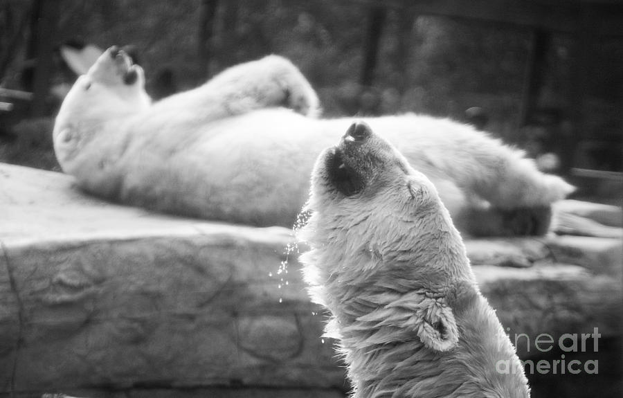 Polar Bears Photograph by Michael Ver Sprill