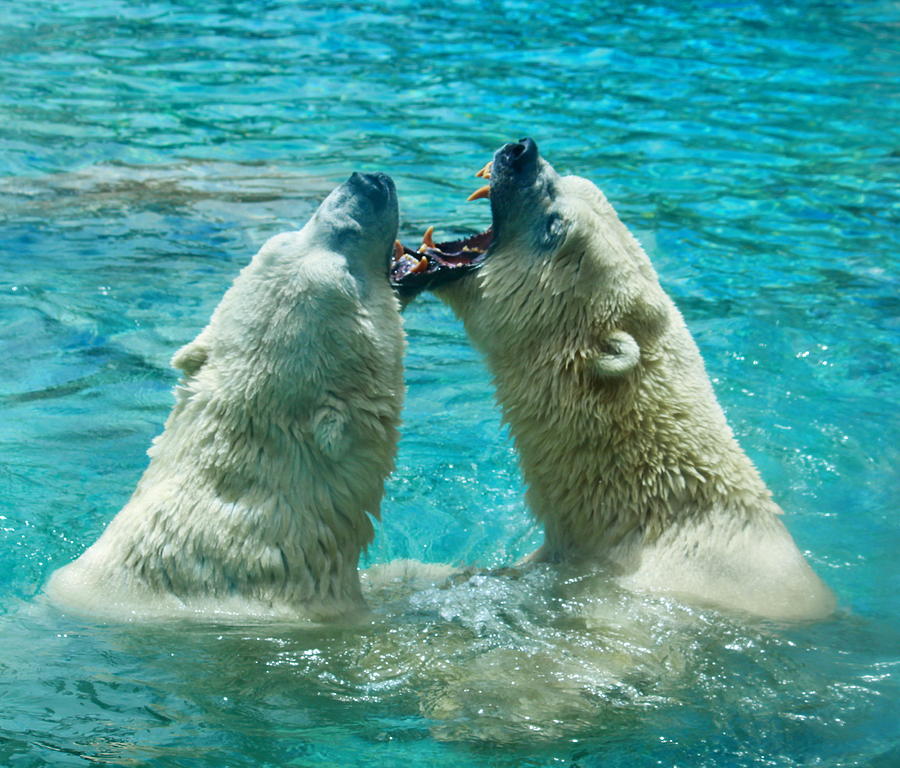 Polar bears play Photograph by Alexey Dubrovin Fine Art America