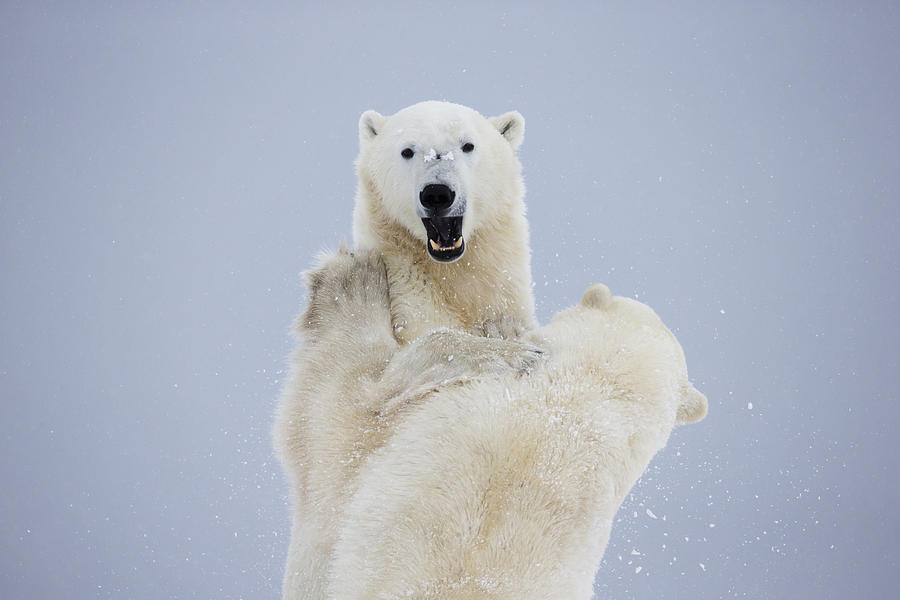 Winter Photograph - Polar Bears Play Fighting Along The by Robert Postma