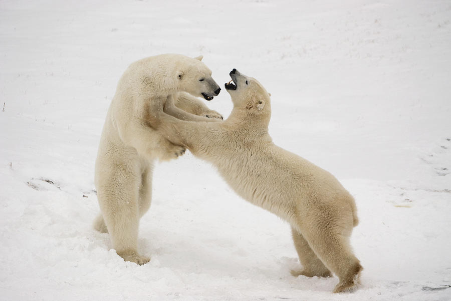 Wildlife Photograph - Polar Bears Play Fighting At Churchill by Tom Soucek