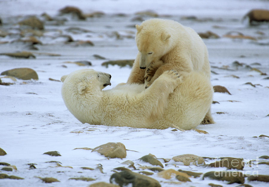 Polar Bears Playfighting Photograph by William H. Mullins