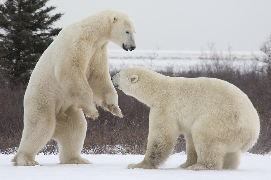 Polar Bears Playing Churchill Manitoba Photograph by Matthias Breiter