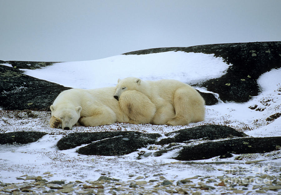 Polar Bears Sleeping Photograph by William H. Mullins