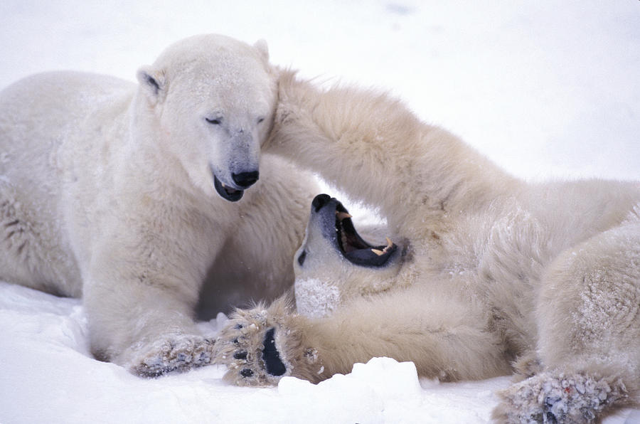 Polar Bears Sparring Photograph by Randy Green