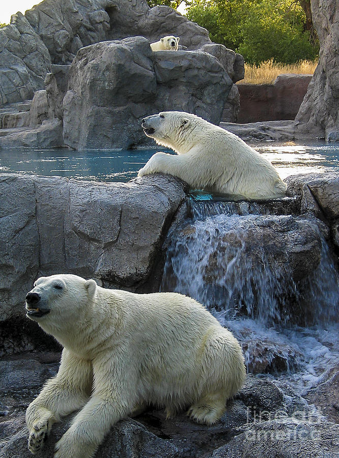Polar bears Photograph by Steven Ralser