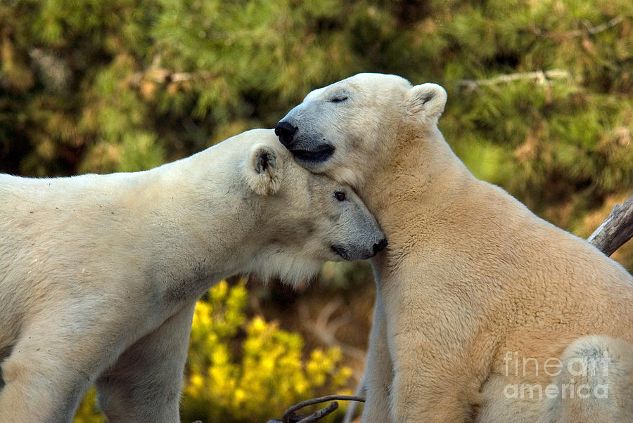 Polar Bears Ursus Maritimus Photograph by Mark Newman