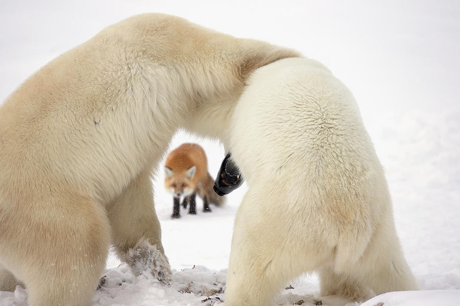 Polar Bears Ursus Maritimus Wrestling Photograph by Robert Postma / Design Pics