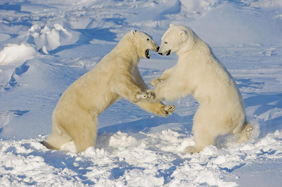 Wildlife Photograph - Polar Bears Wrestling And Play Fighting by Tom Soucek