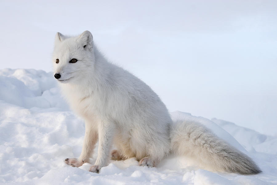 Polar fox. Winter. Photograph by DmitryND