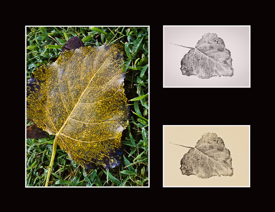 Poplar Leaf 3x - Horizontal Photograph by Greg Jackson