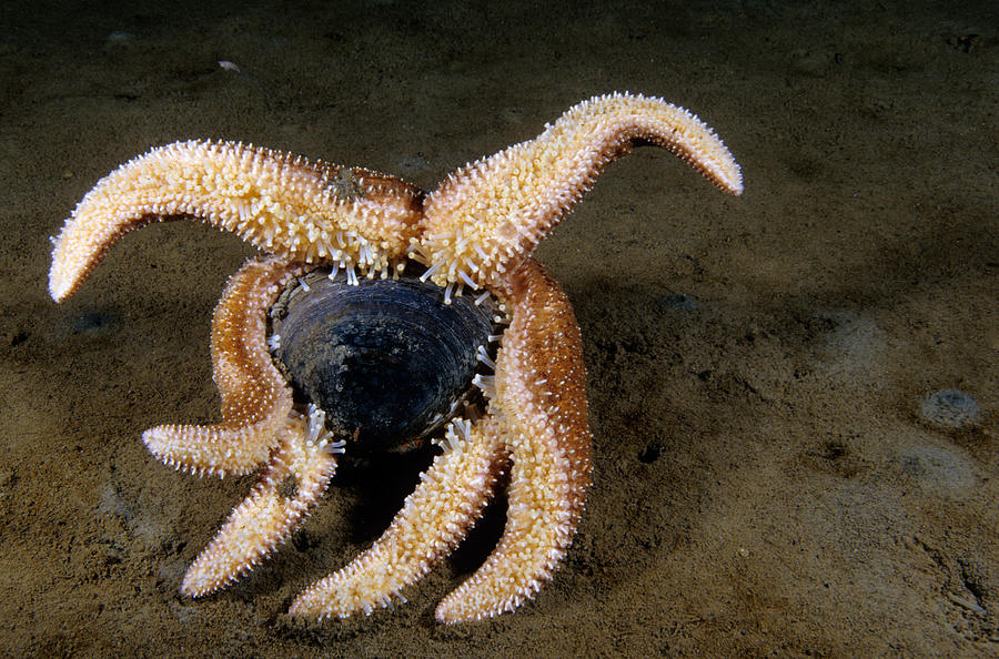 Polar Sea Star Attacking Cockle Photograph by Andrew J. Martinez