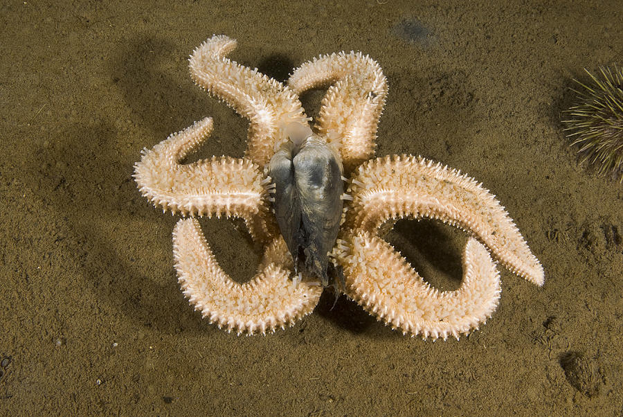 Polar Sea Star Feeding Photograph by Andrew J. Martinez