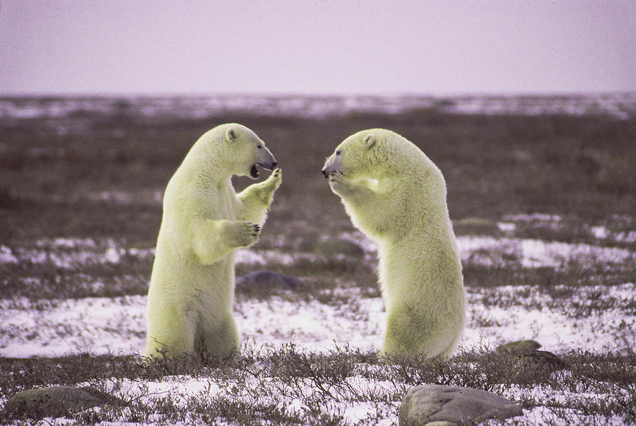 Polar Bear Photograph - Polar square off by Craig Ratcliffe