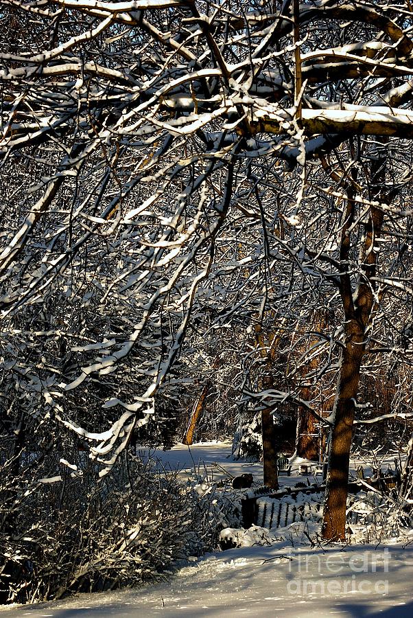 Tree Photograph - Polar Vortex Beauty by Frank J Casella