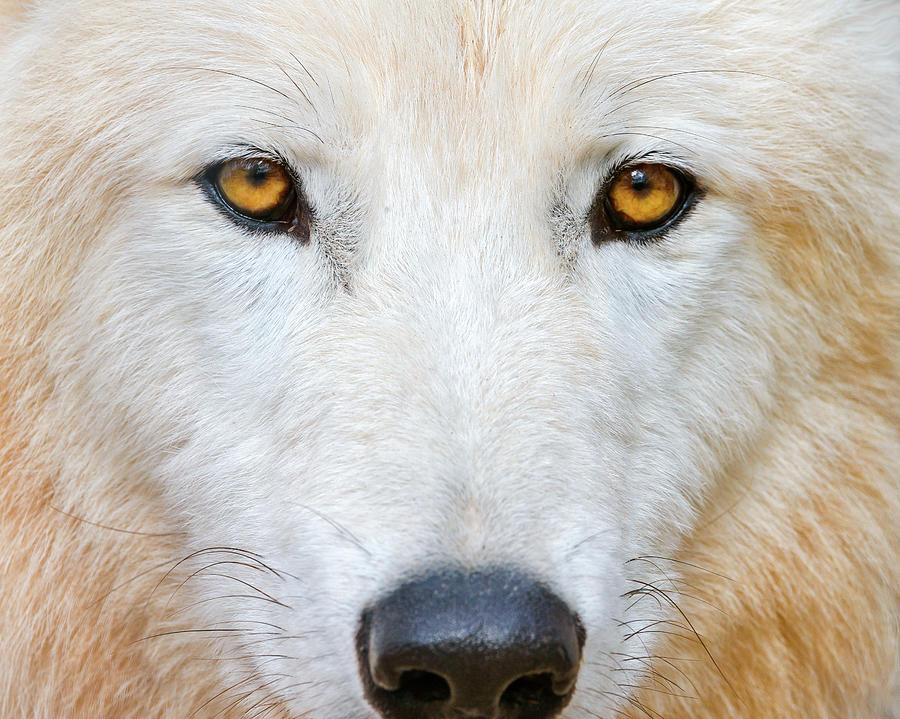 Polar Wolf Photograph by Picture By Tambako The Jaguar