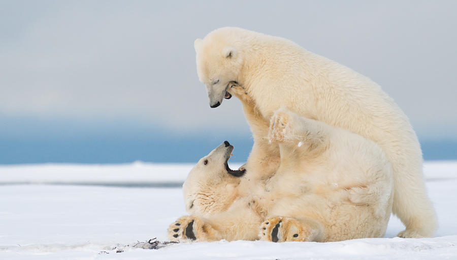Polar_bear_3 Photograph by Dawn Wilson Photography