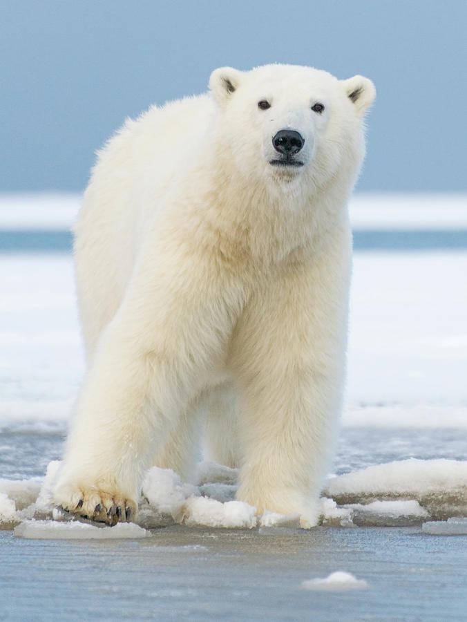 Polar_bear_6 Photograph by Dawn Wilson Photography